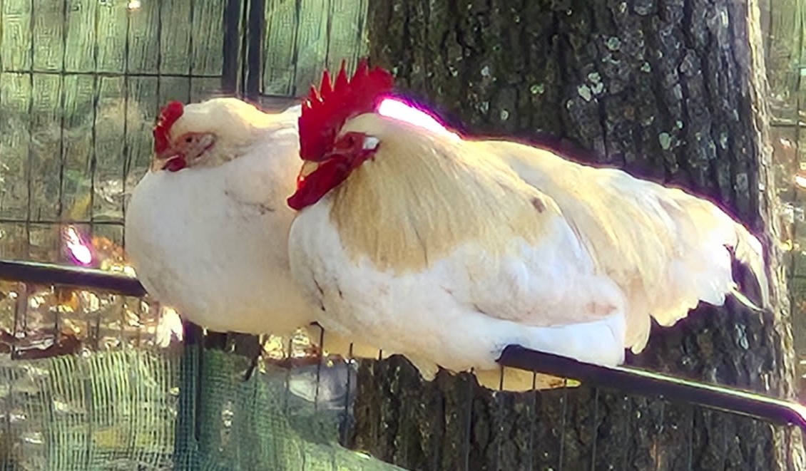 Chickens