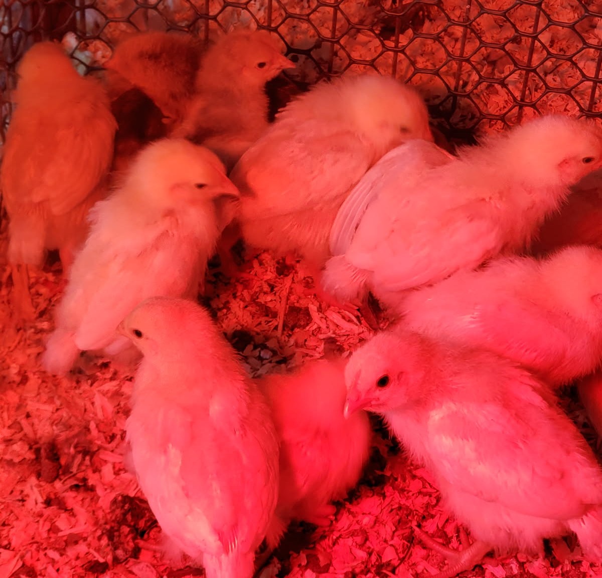 Chicks