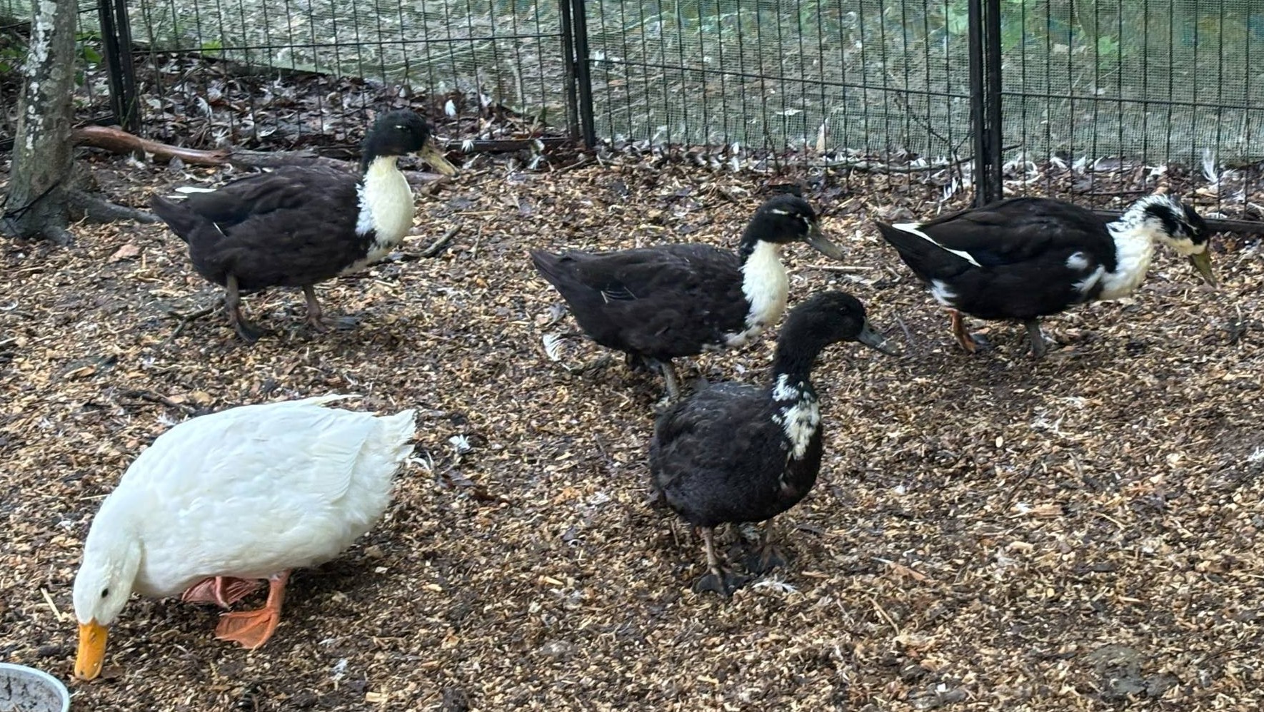 Ducks 01