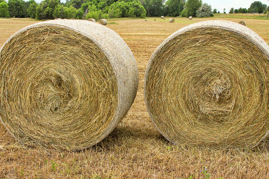Hay